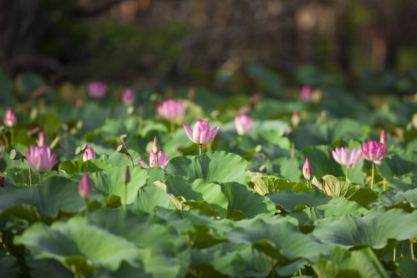 Water lillies Yellow Water