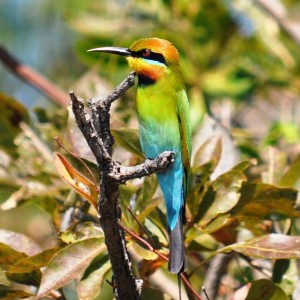 Corroboree Wetlands Cruise