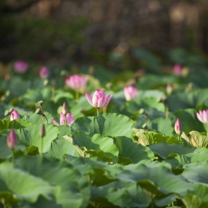 Water lillies Yellow Water