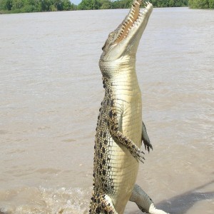 Litchfield and Jumping Crocs