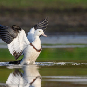 Radjah Shelduck in Kakadu Australia