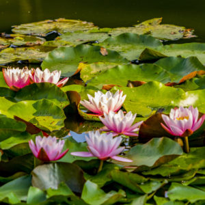 Water lilies in wetlands on Top End Parks Tour