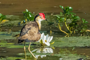 Jacana (lily trotter) at Yellow Water Billabong on the 4 Day Kakadu and Arnhem Land Tour.